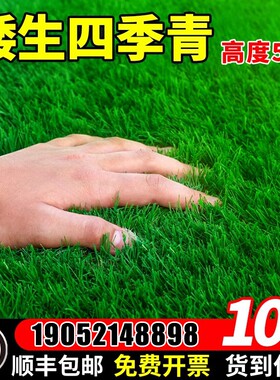 四季青草籽矮生地毯草草坪草籽高档耐寒草种籽子庭院狗牙根护坡