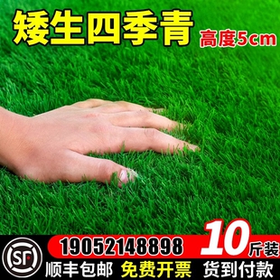 四季青草籽矮生地毯草草坪草籽高档耐寒草种籽子庭院狗牙根护坡
