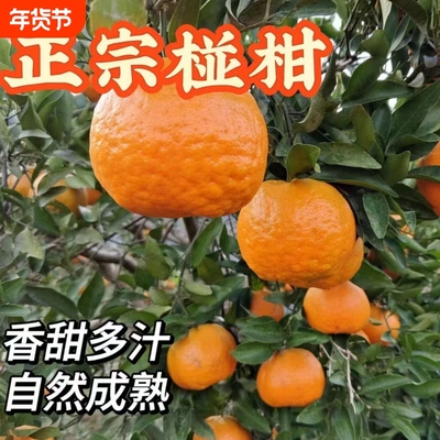 正宗湖南椪柑当季水果