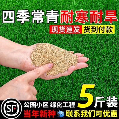 草坪草籽护坡固土绿化狗牙根草子矮生庭院地毯草四季常青草种子孑