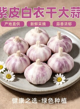 金乡蒜今年新干蒜头农家新鲜干大蒜头蒜种紫白皮当季蔬菜做腊八蒜