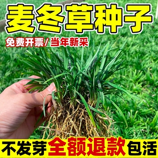 麦冬草苗玉龙草籽日本矮麦冬草种籽细叶麦冬草四季青庭院绿化种子