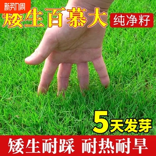 矮生百慕大草籽草坪草种子四季常青耐热耐践踏免修剪绿化护坡固土