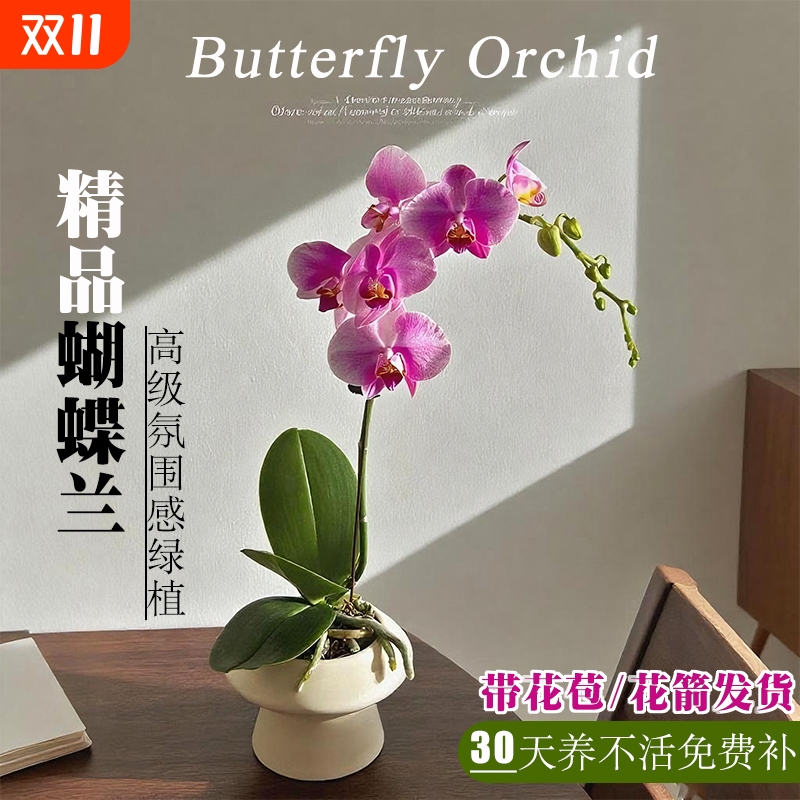 精品蝴蝶兰花苗带花苞室内高级感绿植盆栽花卉四季好养耐阴可水培