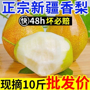 【正宗】新疆香梨纯母梨新鲜水果梨子红香酥梨源自库尔勒杂交品种