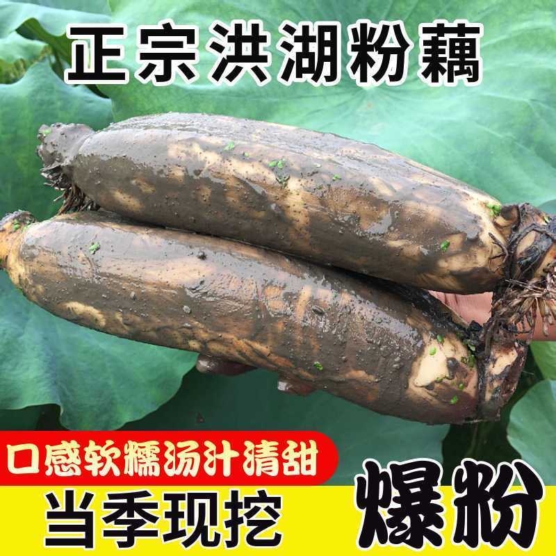 正宗湖北粉藕洪湖莲藕新鲜煲汤