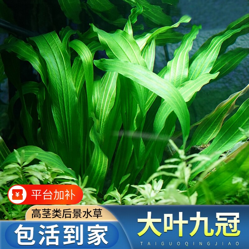 大叶九冠水草绿皇冠迷你红鱼缸造景装饰植物阴性草水培套餐沉底