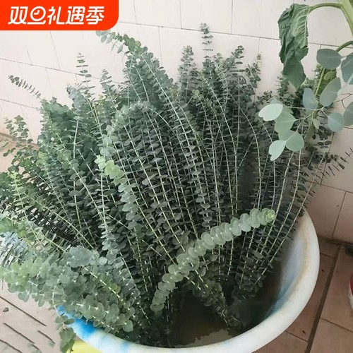 尤加利叶云南鲜花配草基地直发花材搭配花束插瓶水养花艺周边鲜花