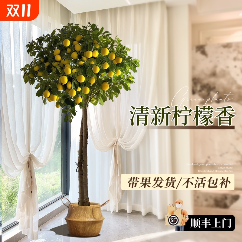 香水柠檬树盆栽带果四季可