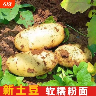 云南黄皮黄心高产早熟土豆种云南老品种原种新鲜马铃薯种植洋芋