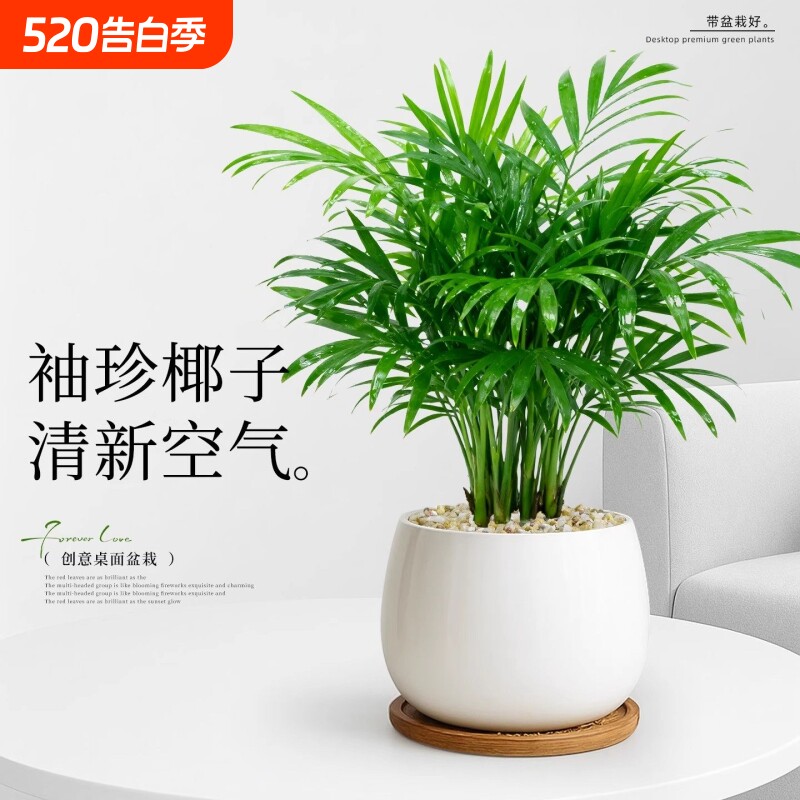 袖珍椰子小盆栽办公室内绿植花卉客厅桌面植物富贵招财好养四季青
