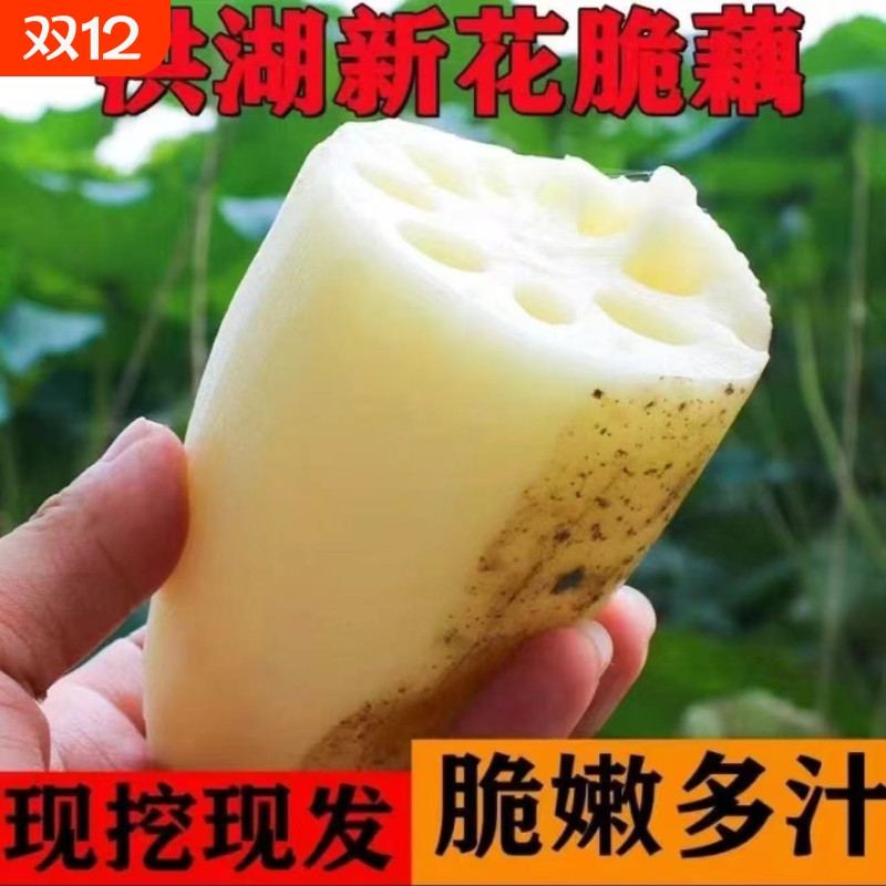 湖北莲藕新鲜脆藕水果莲藕新鲜现挖时令蔬菜清炒凉拌火锅食材