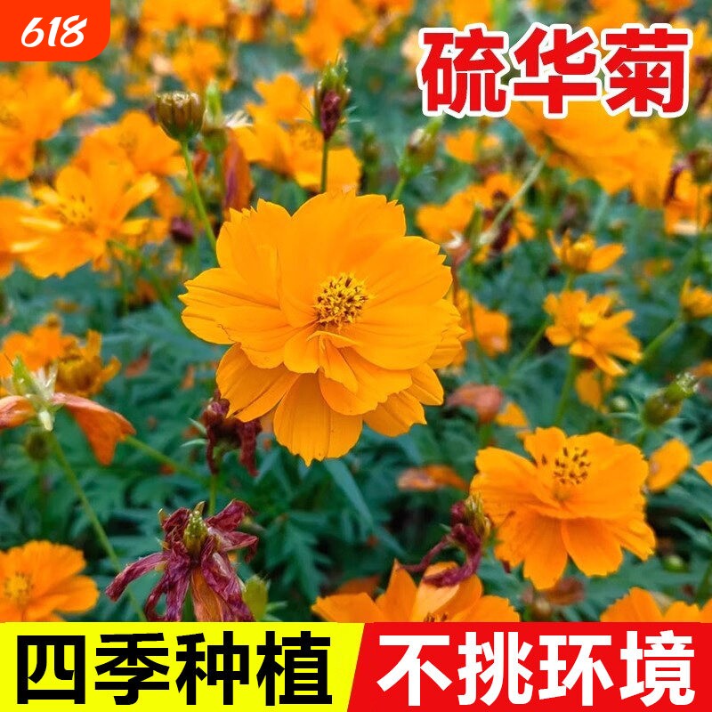 硫华菊种子花籽黄秋英四季易种庭院阳台公园花海景观观赏花卉种籽