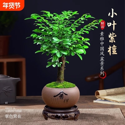 小叶紫檀四季常青客厅