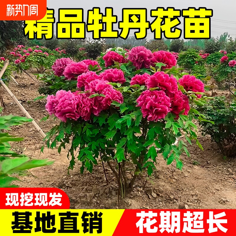 牡丹花苗稀有品种洛阳名贵地栽盆栽正宗洛阳庭院阳台花卉精品老桩