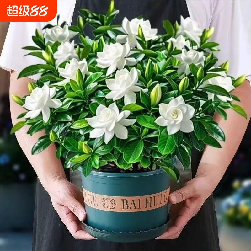 栀子花盆栽带花苞|102人收藏图片