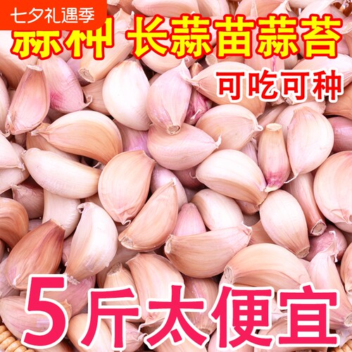 金乡皮蒜种蒜瓣可种大蒜头籽新鲜农家出蒜苔蒜苗批发鲜蒜精选发芽