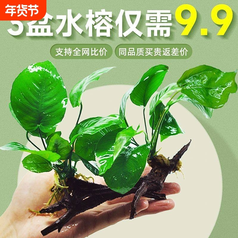 阴性水草植物真草净水懒人好养水榕沉木大叶榕皇冠鱼缸生态造景,宠物/宠物食品及用品,水草,淘宝优惠券,粉丝福利购,淘宝优惠卷