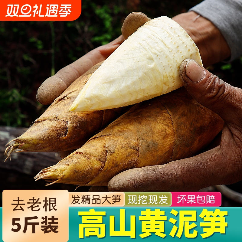 冬笋新鲜现挖野生农家高山黄泥笋带壳去老根楠竹笋蔬菜当季蔬菜