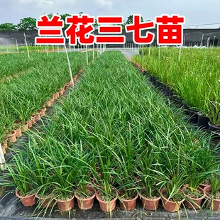 兰花三七苗地被植物四季常青庭院绿化细叶阔叶麦冬草小叶耐寒阳台