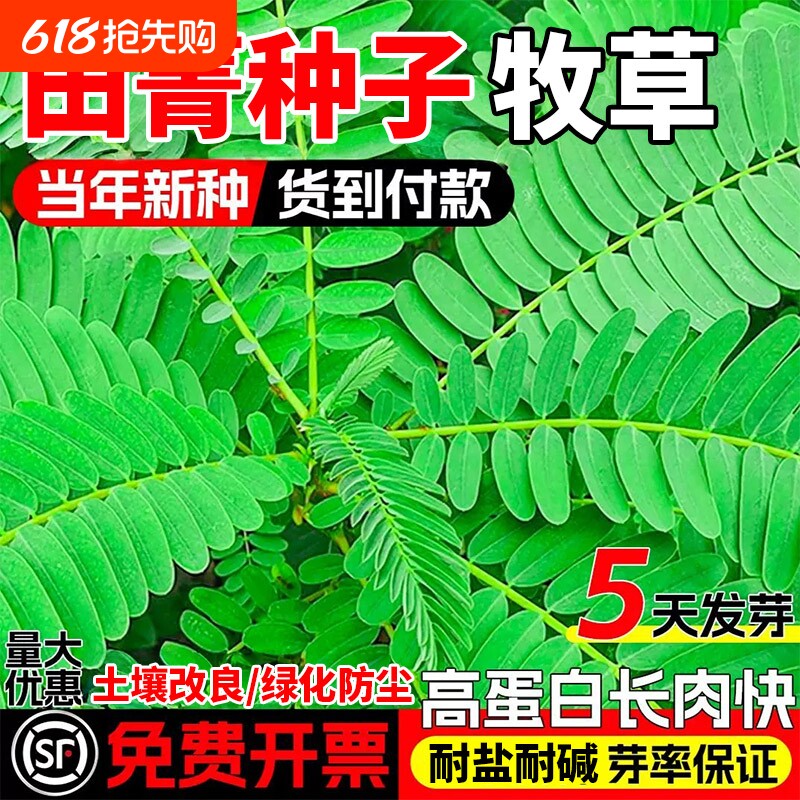 田菁种子耐涝耐旱土壤改良高产牧草种籽果园绿肥草籽别名碱菁涝豆