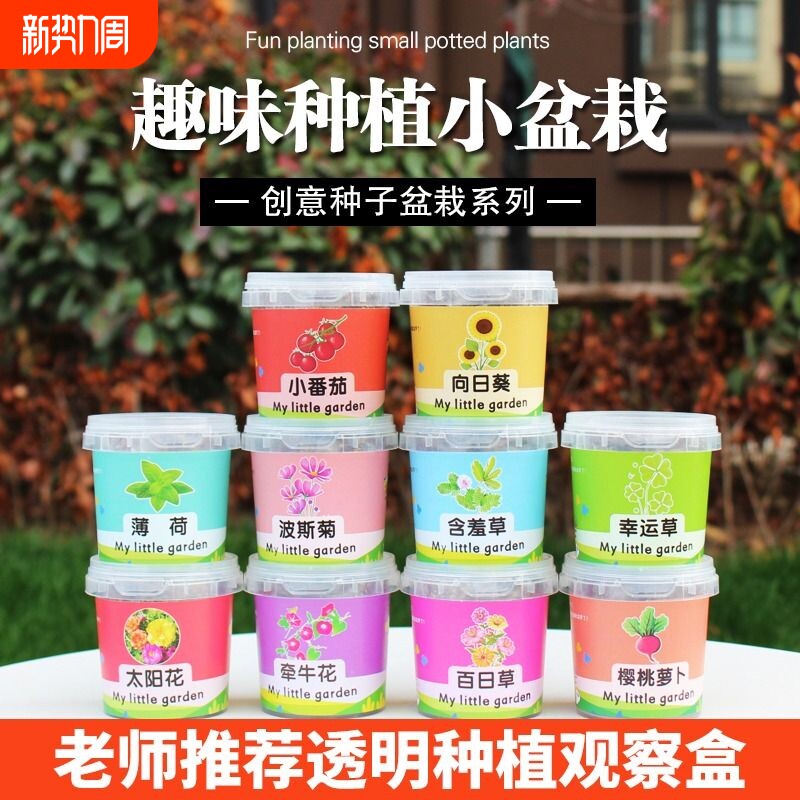 学生儿童种植小盆栽太阳花向日葵种子植物种植观察四季花种子套装