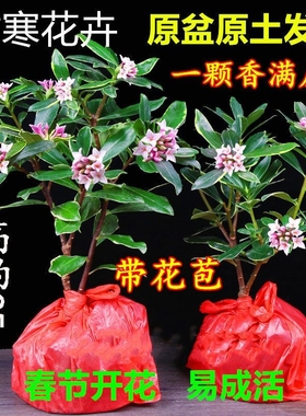 金边瑞香带花苞盆栽耐寒花卉冬季开花四季常青植物瑞香花苗年宵花