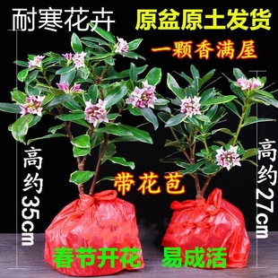 金边瑞香带花苞盆栽耐寒花卉冬季 常青植物瑞香花苗年宵花 开花四季