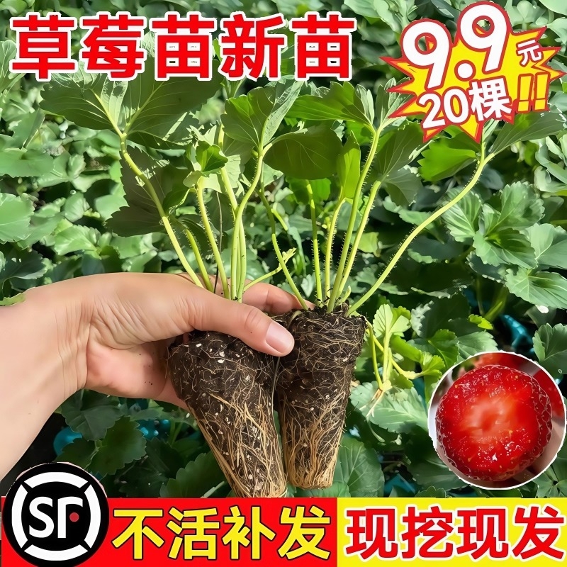 草莓苗四季结果盆栽丹东99奶油红颜草莓秧真红原生章姬可食用阳台