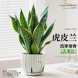 金边虎皮兰四季多肉植物好养活室内绿植盆栽白玉虎尾客厅摆放阳台