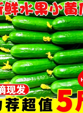 现摘水果小黄瓜新鲜青瓜生吃现摘迷你脆嫩清甜白玉花瓜时令蔬菜