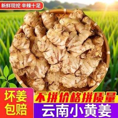 农家自种包邮小黄姜正宗新鲜云南