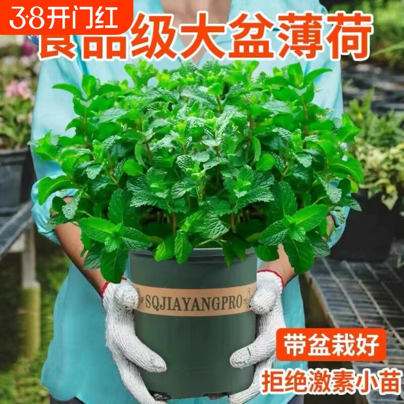 柠檬薄荷盆栽可食用迷迭香薄荷叶苗驱蚊草水培好养花卉室内绿植物