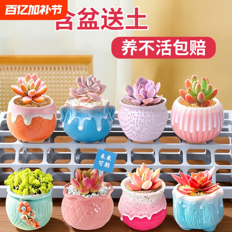 多肉植物室内小盆栽桌面仙人球幼儿园花卉绿植仙人掌礼物玉露阳台