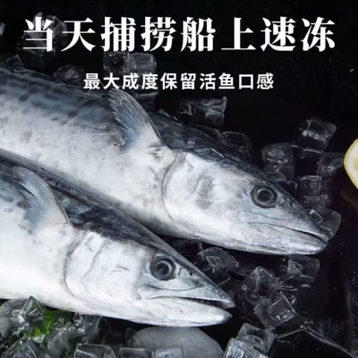 新鲜大鲅鱼鲐鲅鱼马鲛鱼大整条冷冻青花鱼海鲜海鱼批发商用生鲜
