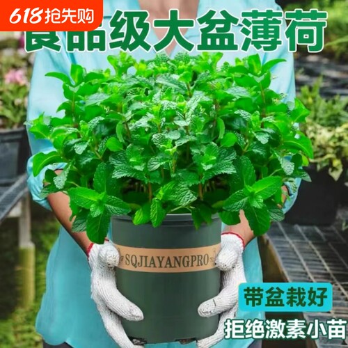 薄荷食用泡水驱虫薄荷盆栽
