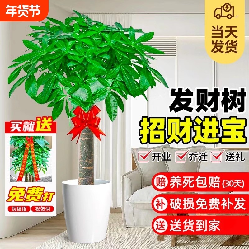 发财树客厅盆栽大绿植室内大型步步高招财树绿植物办公室乔迁开业,鲜花速递/花卉仿真/绿植园艺,大型绿植/成品组合盆栽,淘宝优惠券,粉丝福利购,淘宝优惠卷