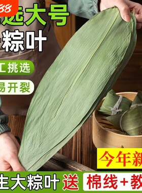 特大号野生干粽叶粽子叶新鲜包粽子箬叶粽叶干大号家用干叶子糯米