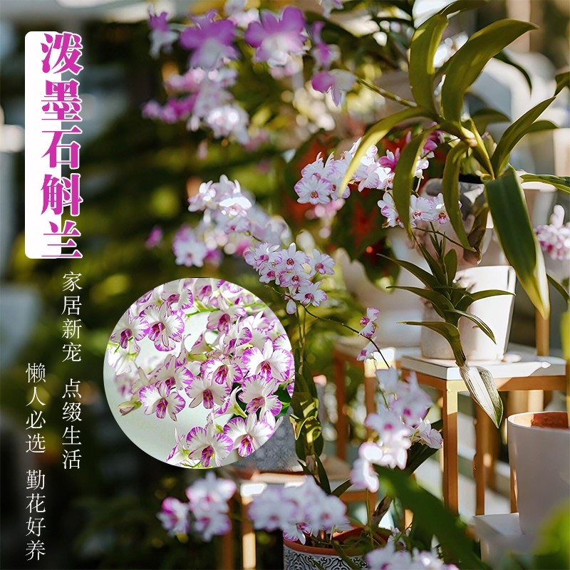 精品秋石斛兰花苗室内盆栽白泼墨阳台好养浓香水培花卉绿植客厅