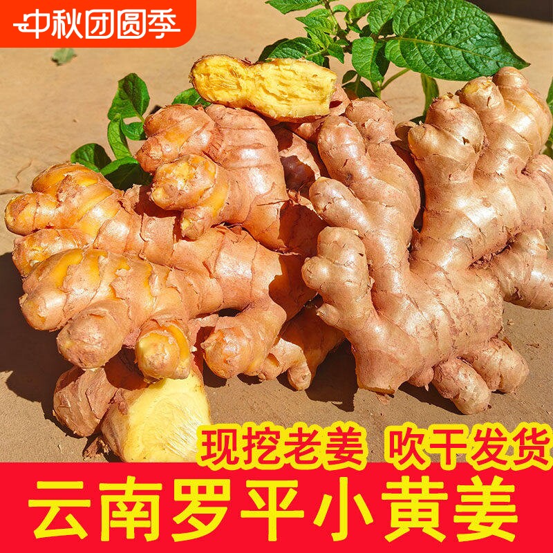 2026新云南小黄姜新鲜生姜老姜现挖高山沙姜土姜种子生姜煮菜泡姜图片