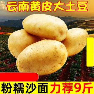 云南土豆新鲜10斤包邮黄心黄心马铃薯蔬菜洋芋整箱土豆