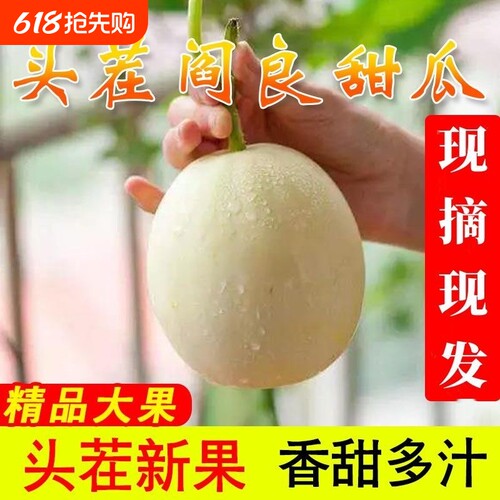 陕西阎良甜瓜新鲜香瓜应季当季现摘时令水果头茬蜜蜜瓜脆小籽白瓜