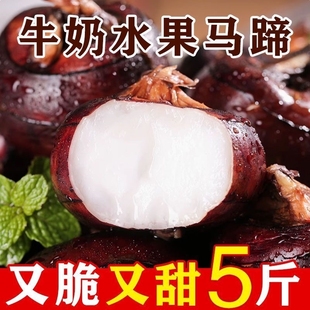 新鲜马蹄荸荠大果3斤5斤生吃水果蔬菜当季 现挖荸荠脆甜爽口多汁