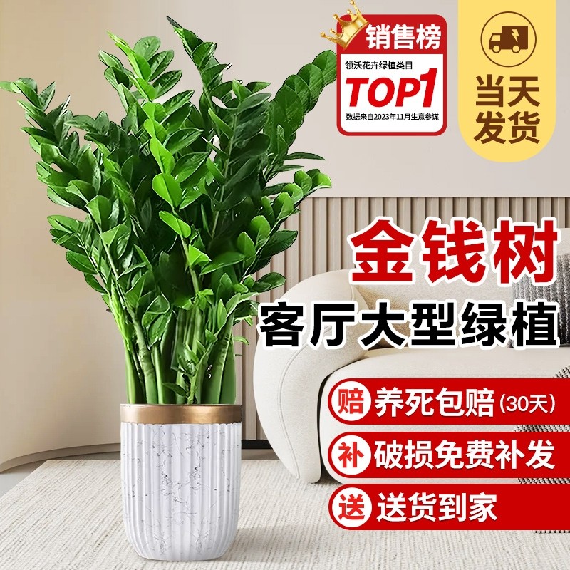 金钱树盆栽客厅大花盆办公室内旺宅树大型绿植物乔迁阳台软装大气