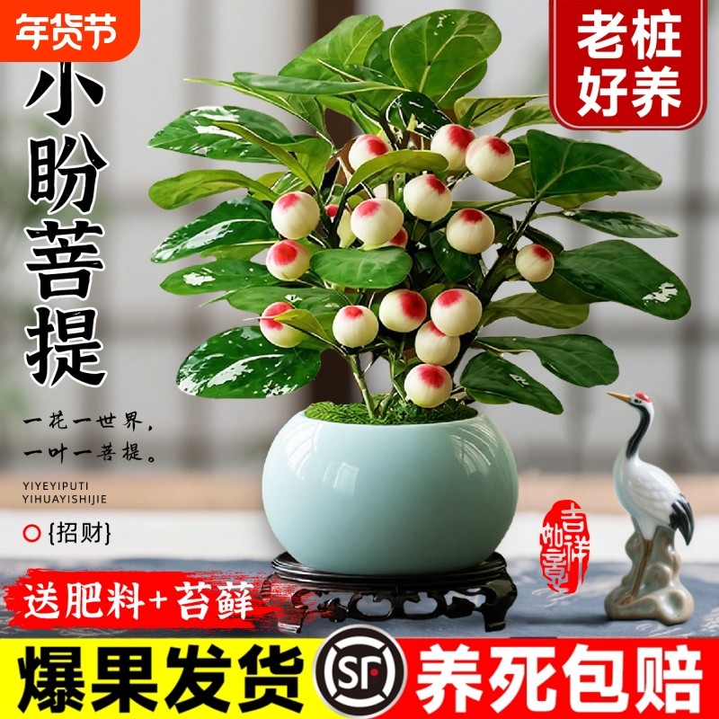 小盼菩提盆栽带果办公室内客厅绿植桌面禅意老桩盆景摆件好养阳台,鲜花速递/花卉仿真/绿植园艺,绿植,淘宝优惠券,粉丝福利购,淘宝优惠卷