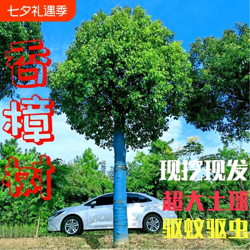 香樟树苗大树庭院大小叶四季常青耐寒绿化苗香樟苗风景驱蚊种植