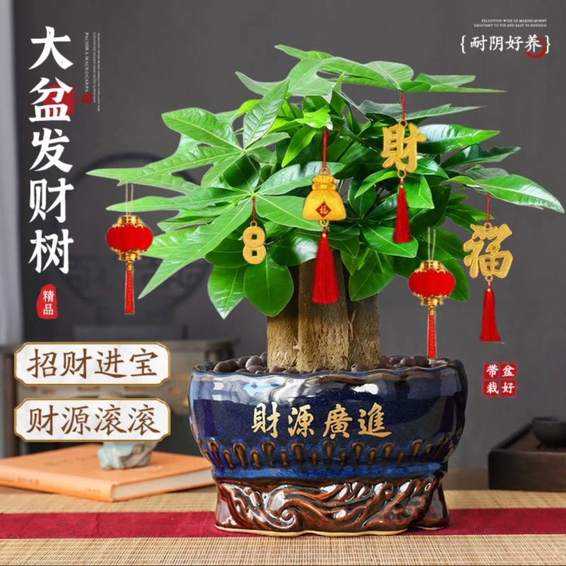发财树小盆栽客厅盆景办公室内桌面旺宅绿植开业送礼四季常青好养