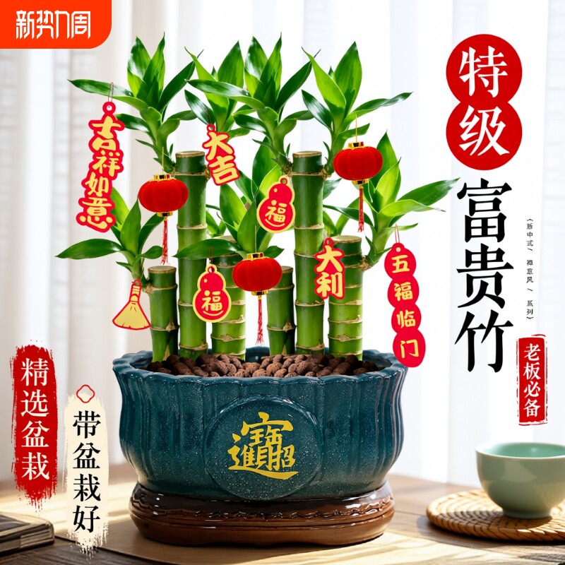 特级步步高富贵竹大盆栽年宵旺宅绿植物客厅招财桌面摆件转运盆景