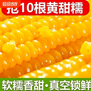 正宗东北新鲜黄糯玉米软糯拉丝真空包装寒地黑土低脂香甜早餐现摘