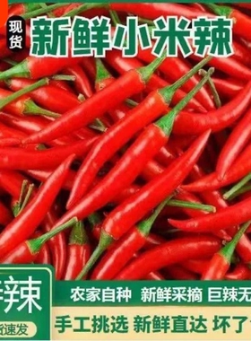 云南新鲜小米特辣辣现辣辣椒红辣椒红朝天椒正宗红指天椒批发米椒